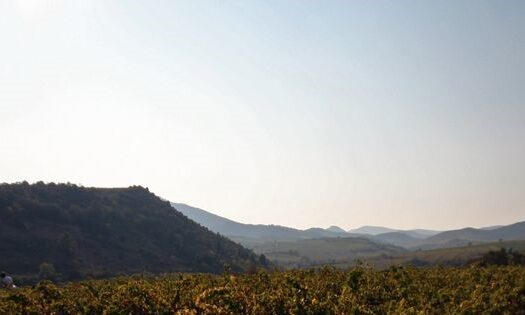 Domaine viticole avec belle maison et piscine